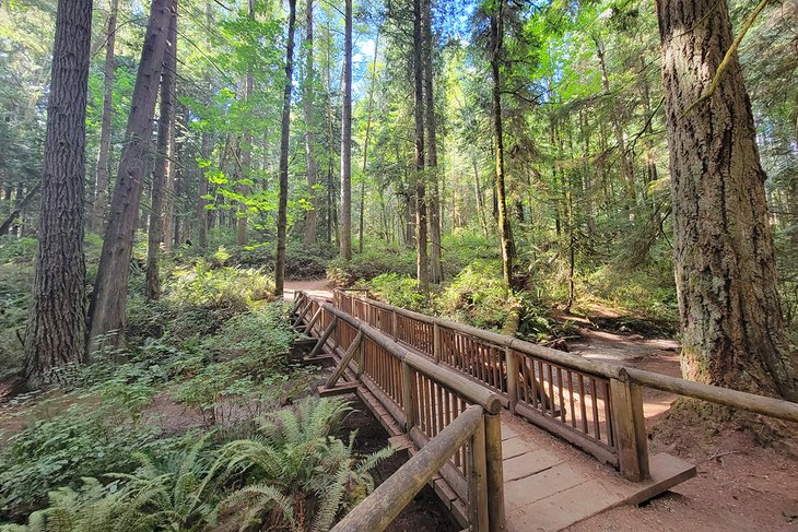 Bridge in the Grand Forest