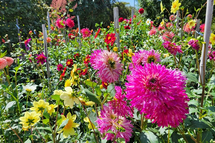 Flowers in Bellevue Botanical Garden