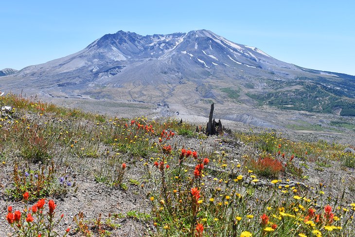 Wildflowers on Boundary Trail