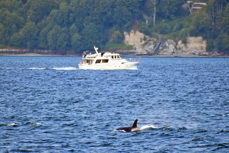 Orca whale in Puget Sound