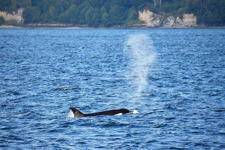 Orca off the coast of Seattle