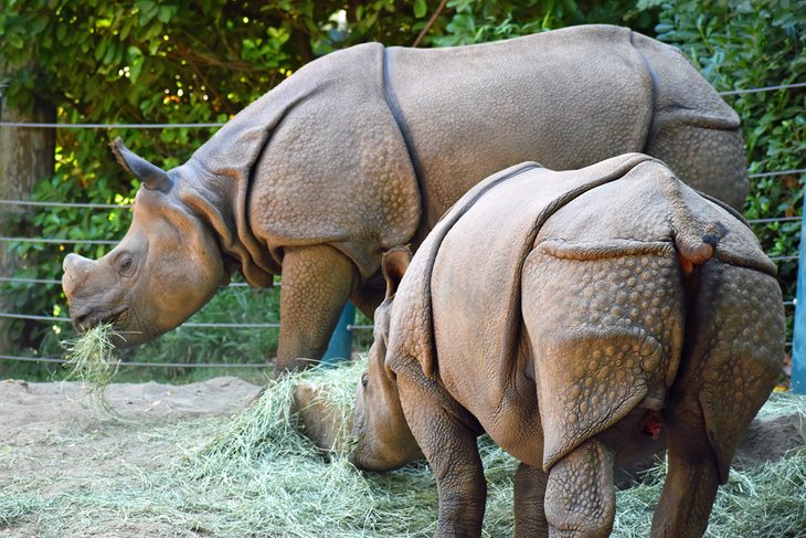 Rhinos at the Woodland Park Zoo