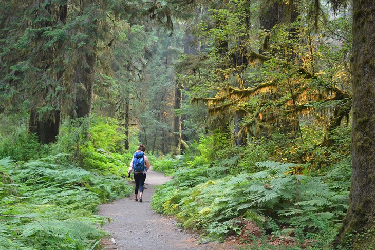 Hoh Rain Forest, Olympic National Park