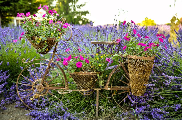 Lavender and flowers blooming in Sequim