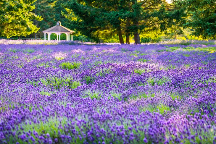 Sequim Lavender