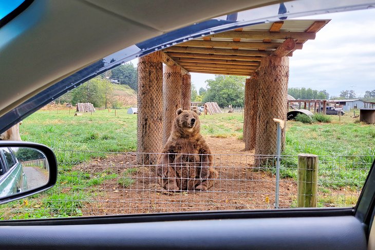 Kodiak bear, Olympic Game Farm