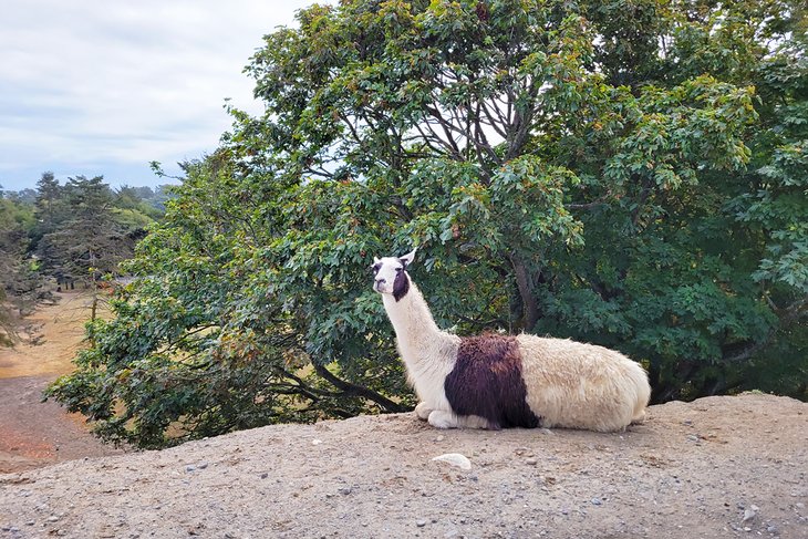 Llama at the Olympic Game Farm