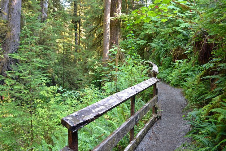 6 mejores bosques nacionales en el estado de Washington