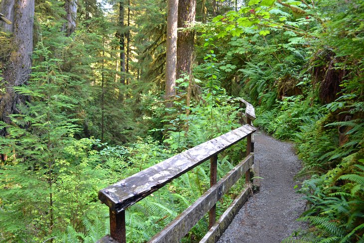 Quinault National Recreation Trail