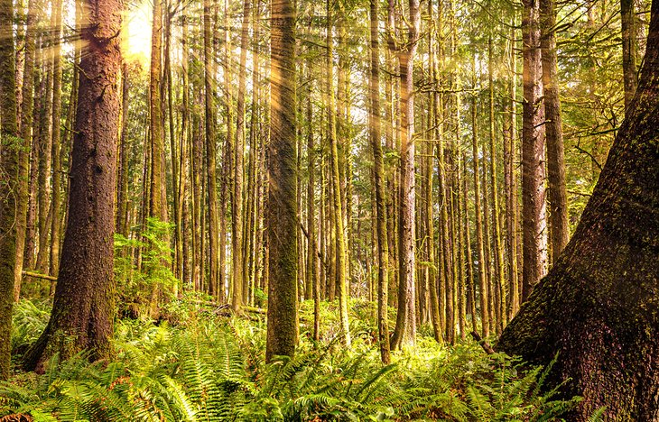 Sunlight streaming through the Olympic National Forest