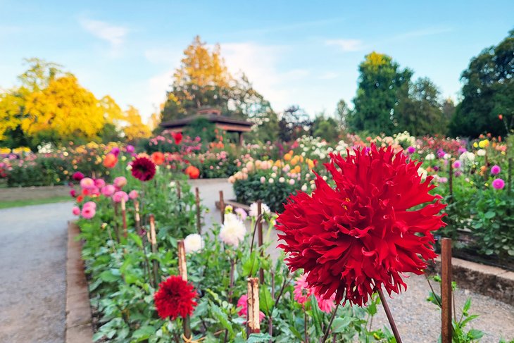 Flowers in Point Defiance Park