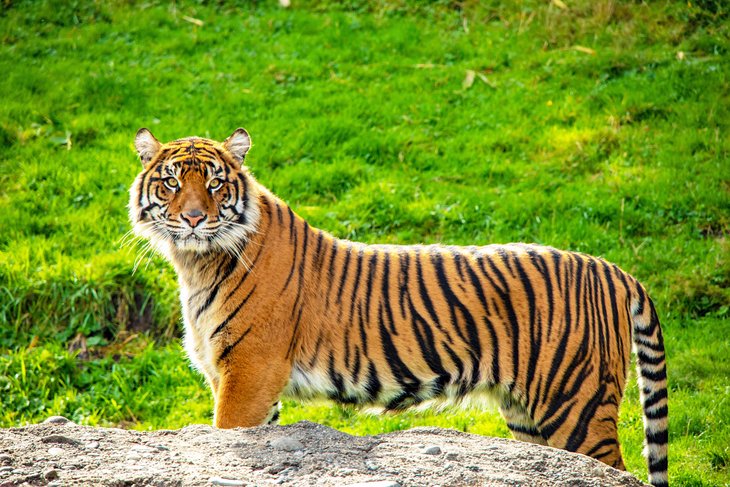 Sumatran tiger at Point Defiance Zoo &amp; Aquarium