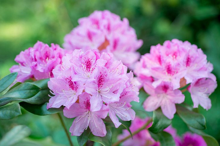 Rhododendrons