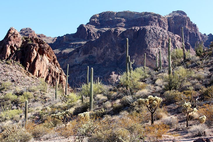 Scenery on Bull Pasture/Estes Canyon Loop Trail in Organ Pipe Cactus NM