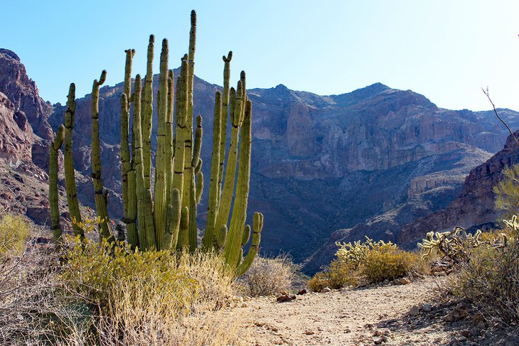 An organ pipe cactus in Organ Pipe Cactus National Monument