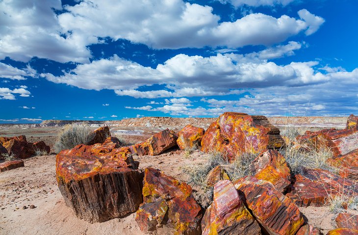 Petrified wood at the Petrified Forest National Park
