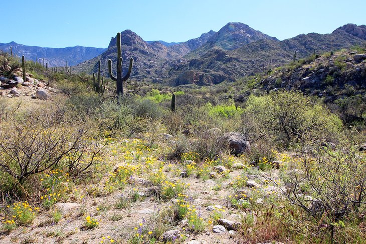 Flowers on a hiking trail in Catalina State Park