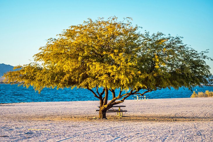 Lake Havasu State Park