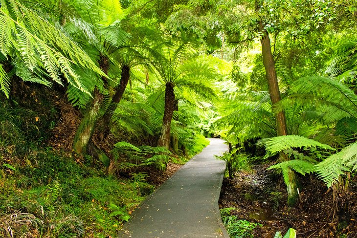 Rain Forest Gully dans les jardins botaniques nationaux australiens