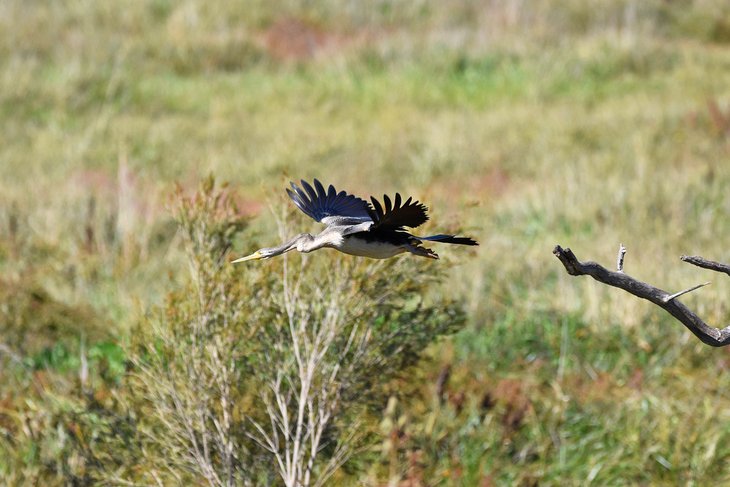 An Australasian Darter flying over the Jerrabomberra Wetland