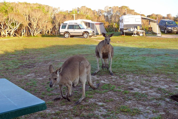 Kangourous au terrain de camping Noosa North Shore Beach