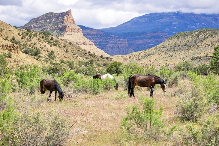 Little Book Cliffs Wild Horse Area