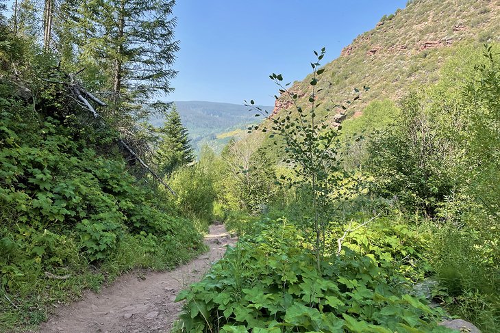Sentier Cougar Ridge