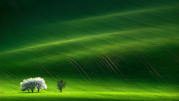 Storm-lit trees in Moravian Tuscany