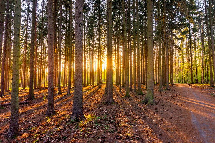 Kunratice forest