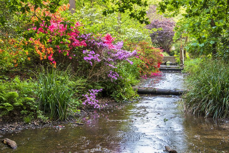 Springtime in Bushy Park