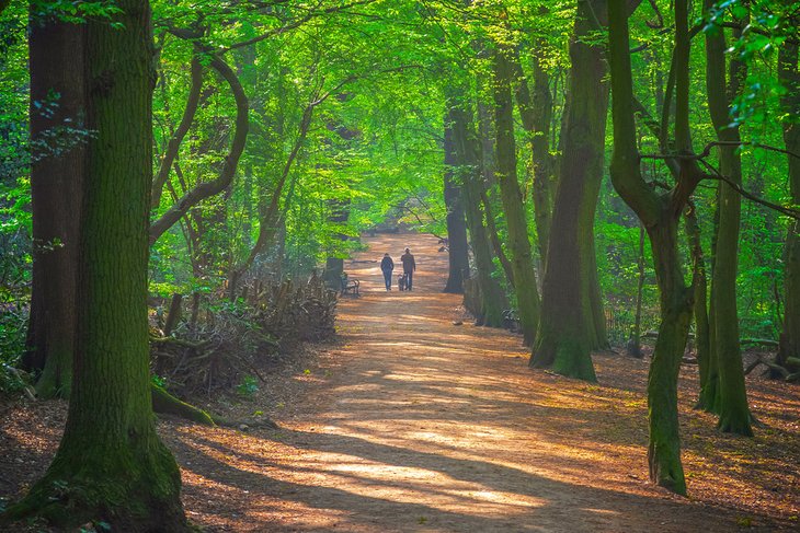 Highgate Wood