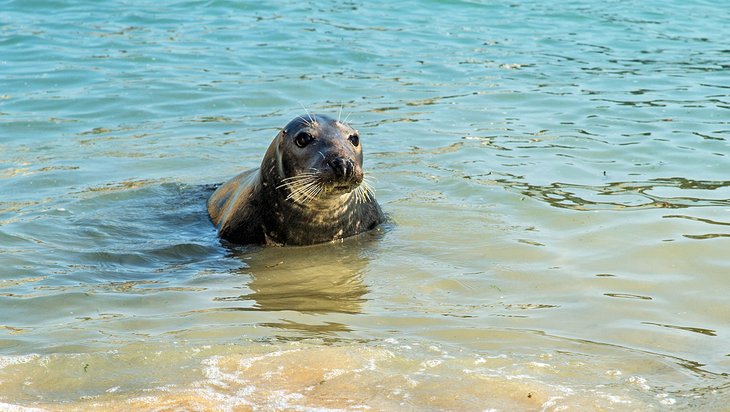 Grey Atlantic seal