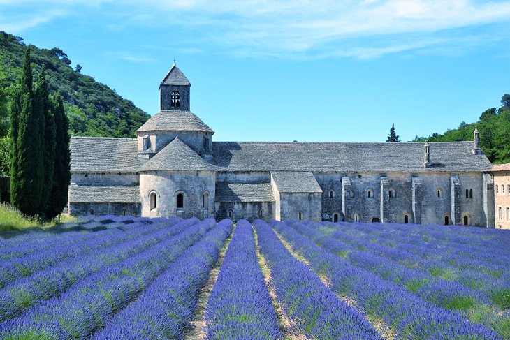 Lavender field at the Sénanque Abbey