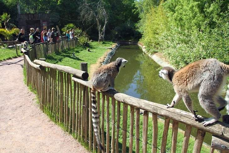 Lemurs at Planète Sauvage