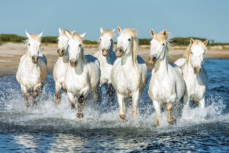 Wild Horses in the Parc Naturel Régional de Camargue