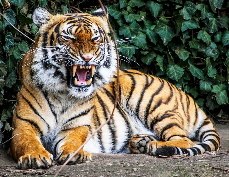 Sumatraanse tijger in de dierentuin van Dortmund