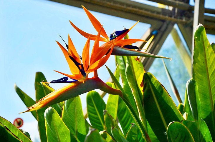 Bird of paradise at the Botanical Garden of Düsseldorf