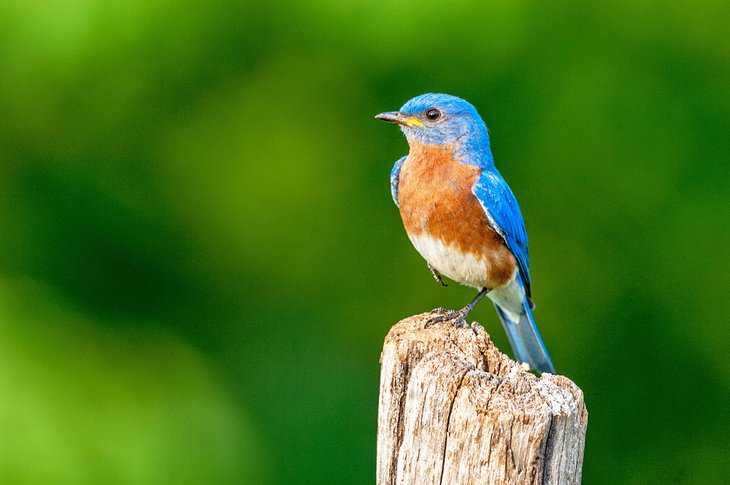 Eastern Bluebird