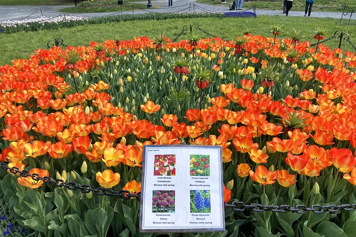 Tulip varieties in Washington Park