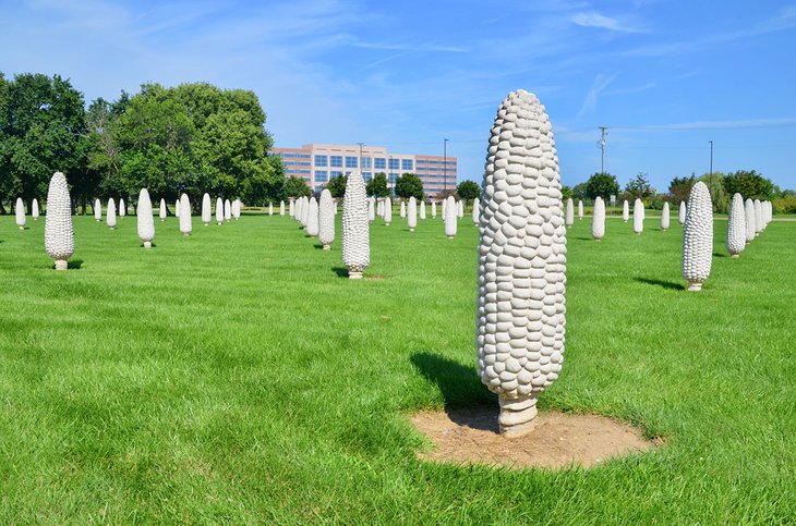 Field of Corn