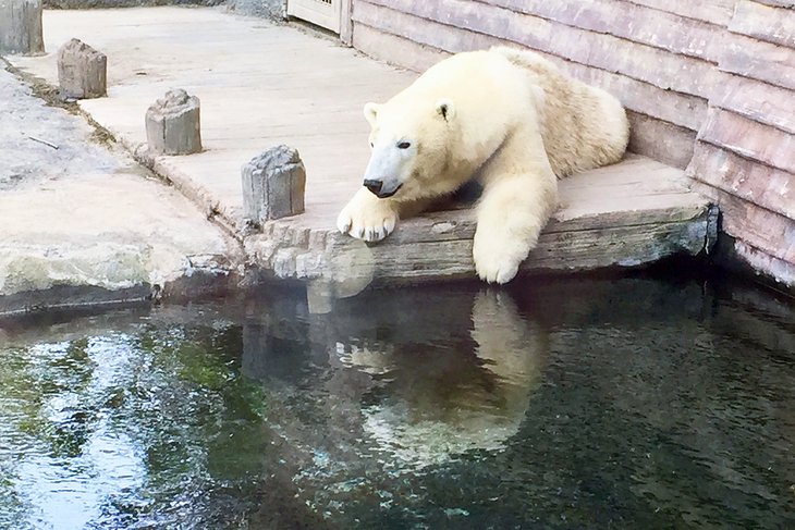 Polar bear at the Columbus Zoo
