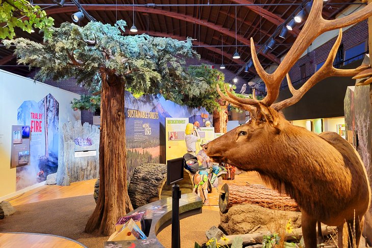 Elk at the Klamath County Museum