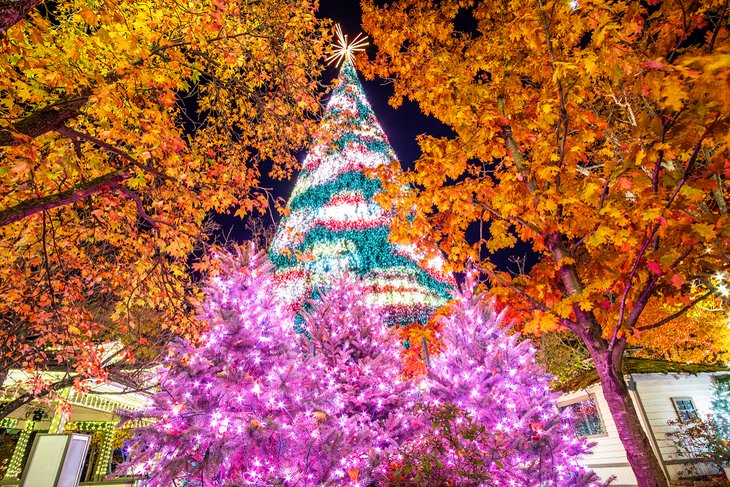 Christmas trees in Branson, Missouri