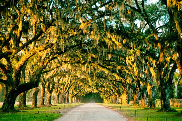 Moss-draped oak trees in Savannah, Georgia