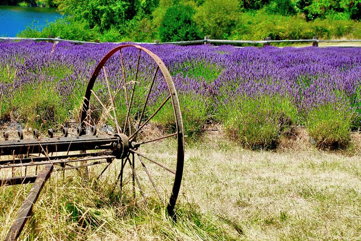 Pelindaba Lavender Farm