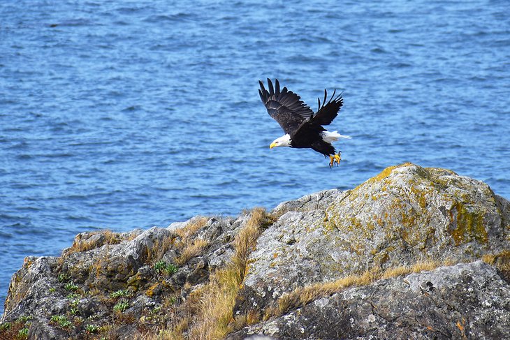 Bald eagle on South Beach Trail, American Camp