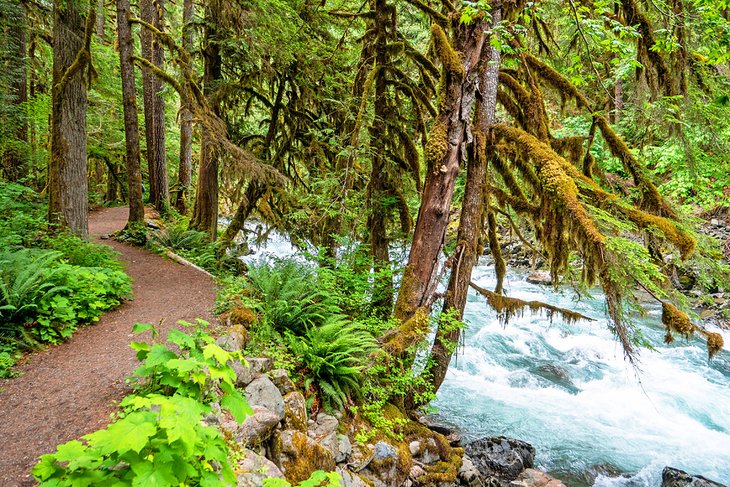 North Fork Nooksack River