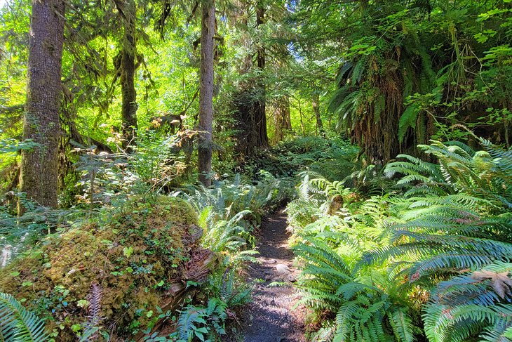 Hoh Rain Forest