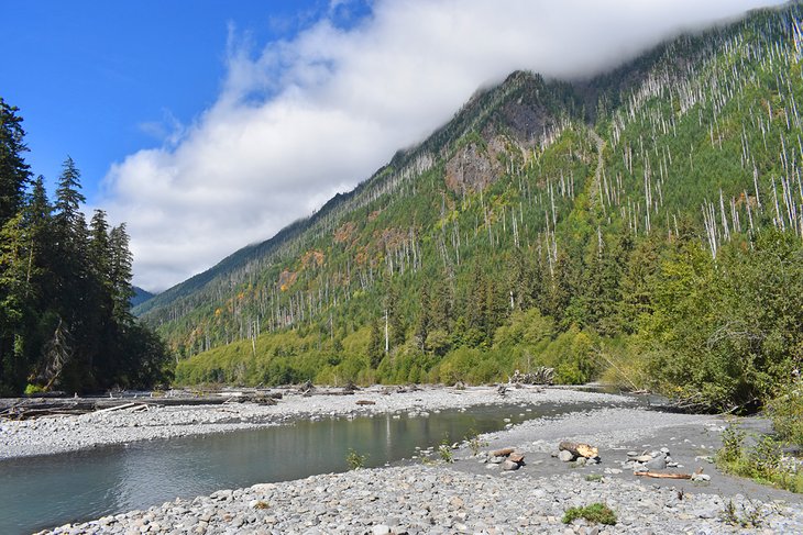 Mt. Tom Creek Campsite, Hoh River Trail