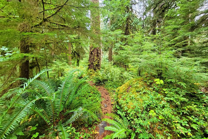 Hoh River Trail